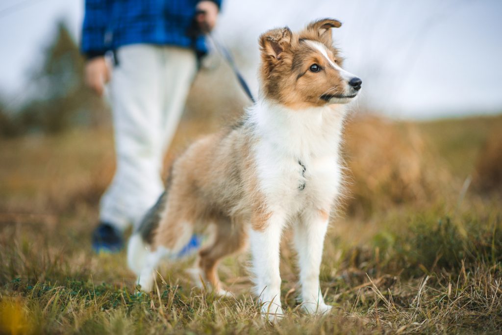 Races de chiens moyens : 20 compagnons que vous allez adorer !