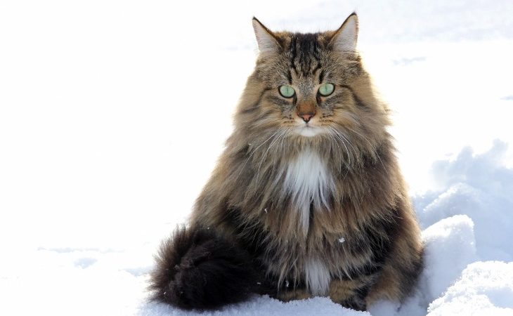 Chat Norvégien dans la neige.