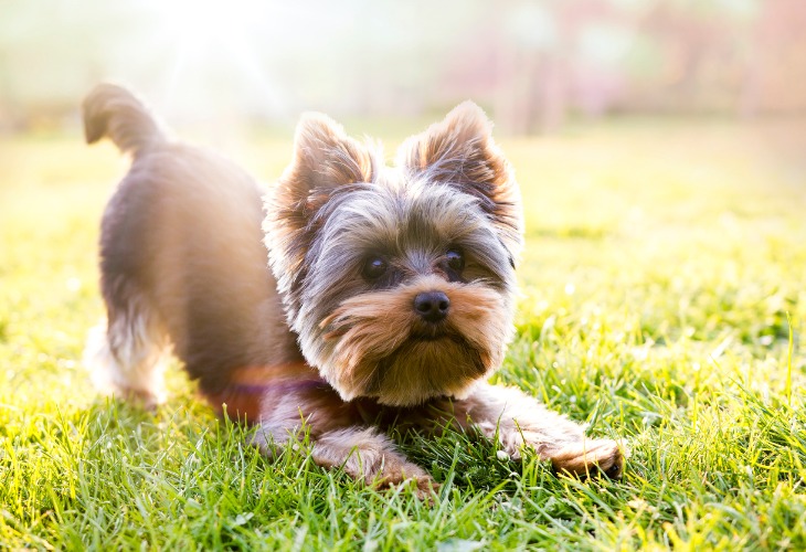 Yorkshire Race de chien Hello Animaux