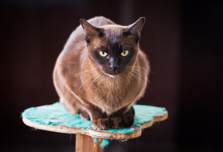 Burmese Race de chat Hello Animaux