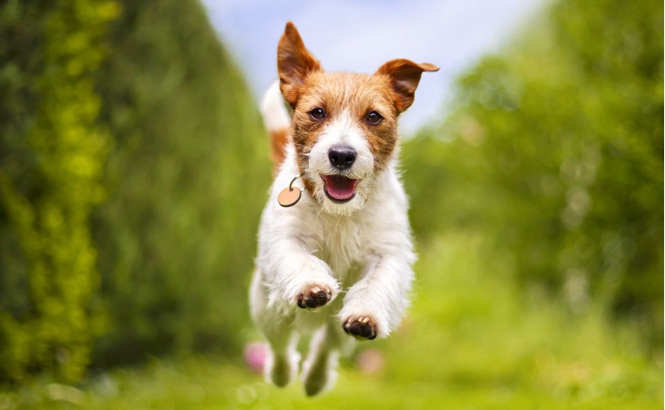 perro jack russell corriendo