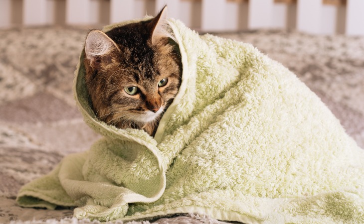 chat enveloppé dans une serviette