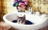 chat tigré dans un lavabo