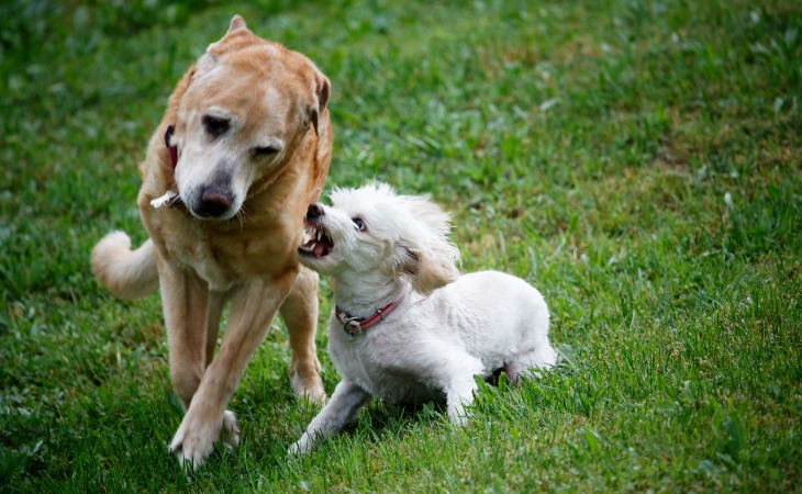 chien mâle et femelle bagarre