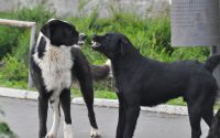 conflits entre chien mâle et femelle