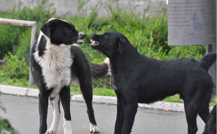 conflits entre chien mâle et femelle