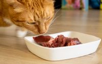 chat roux devant gamelle remplie de viande crue