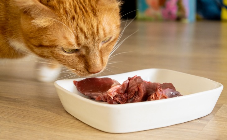 chat roux devant gamelle remplie de viande crue