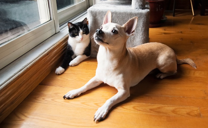 un chat observe un chien dans un salon