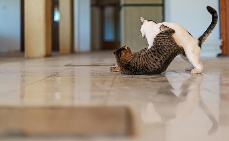 Plusieurs raisons peuvent expliquer les conflits entre un chat mâle et une femelle. 