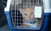 chat roux dans sa caisse de transport