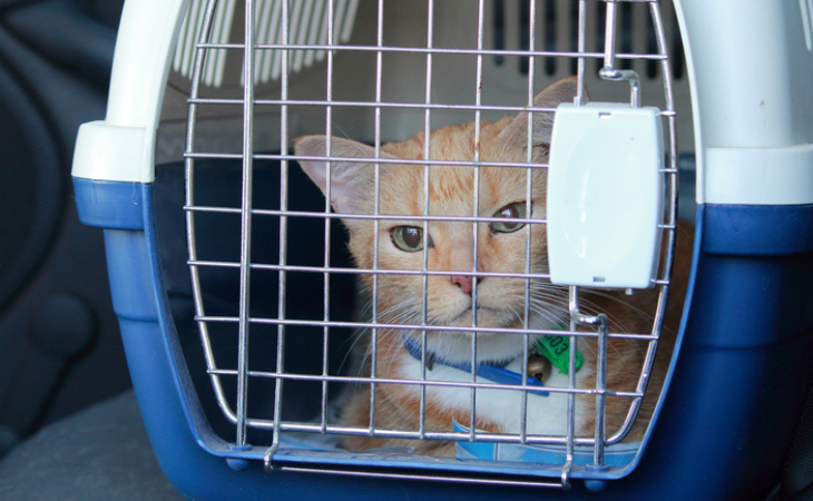 chat roux dans sa caisse de transport