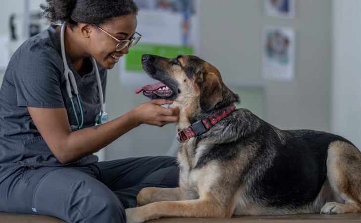 vétérinaire avec un chien 