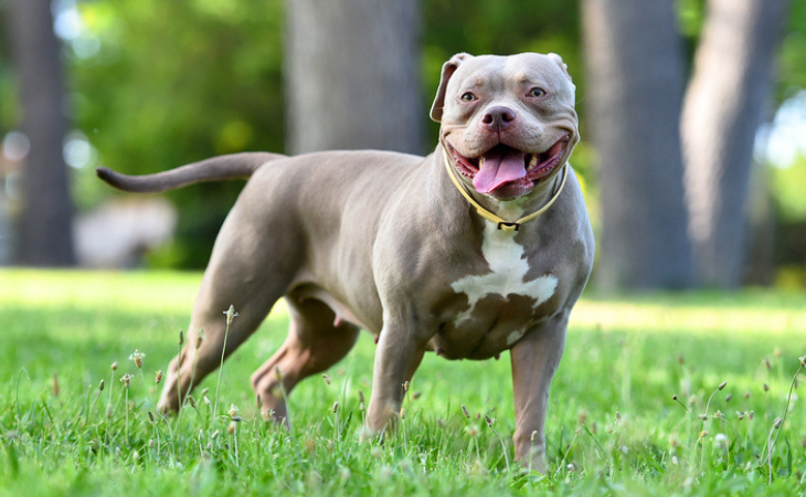 american staffordshire terrier femelle