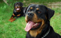 couple de rottweiler