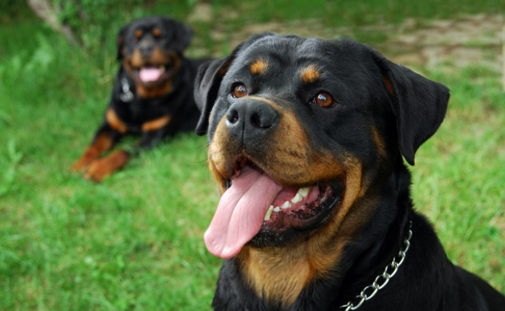 couple de rottweiler