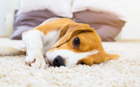 chien beagle allongé au sol