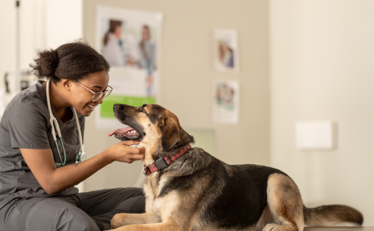 chien allongé chez le vétérinaire