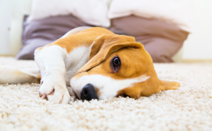 chien beagle allongé au sol