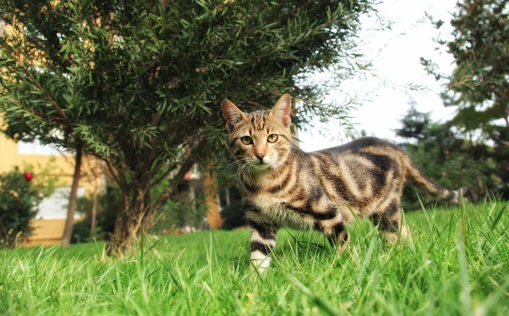 chat tigré dans un jardin