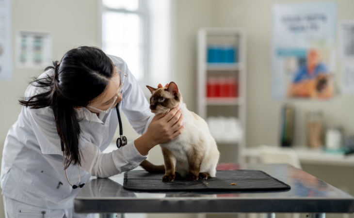 chat chez le vétérinaire