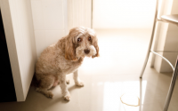 chien incontinence urinaire