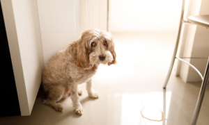 chien incontinence urinaire