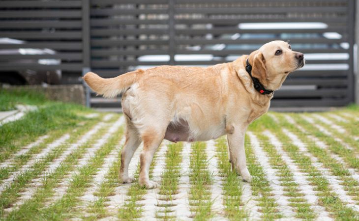 chienne labrador gestante