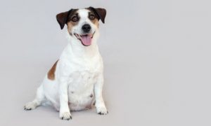 chienne jack russel gestante