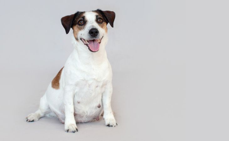 chienne jack russel gestante