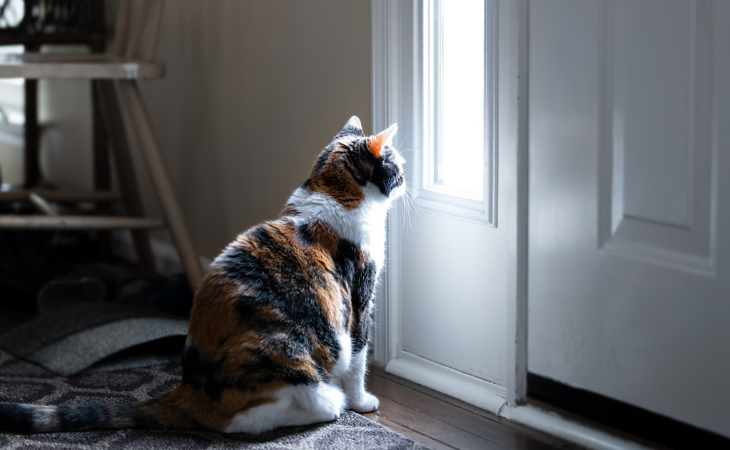 chat tricolore devant une porte