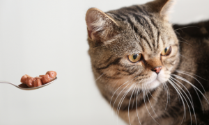 chat qui refuse sa nourriture