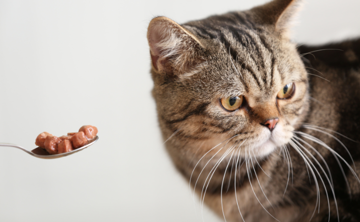 chat qui refuse sa nourriture