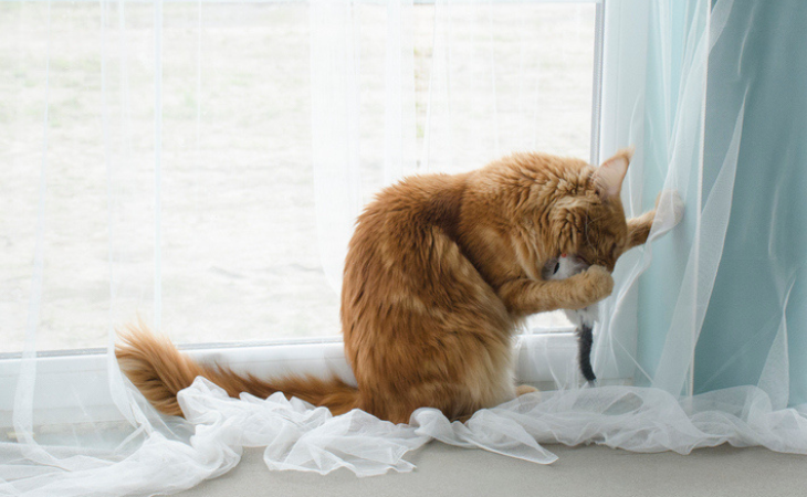 chat roux qui joue et griffe les rideaux