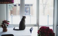 chat assis sur une table regarde à l'extérieur