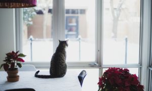 chat assis sur une table regarde à l'extérieur