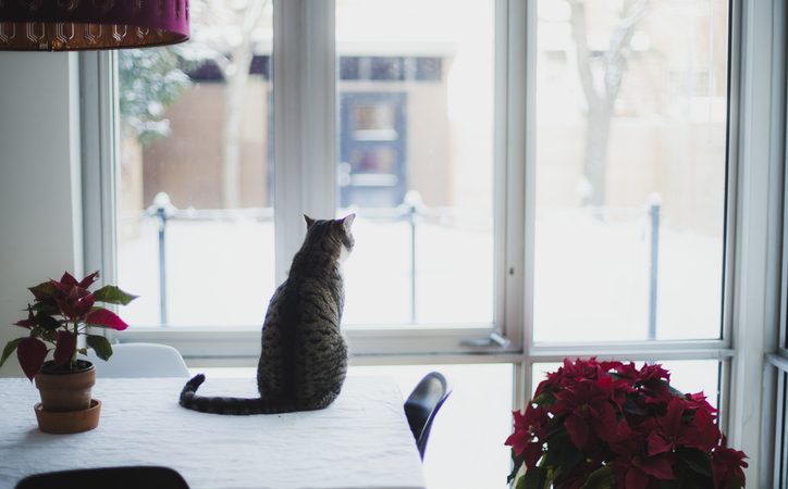 chat assis sur une table regarde à l'extérieur