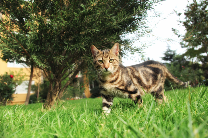 chat dans le jardin