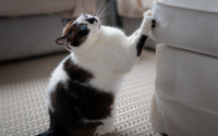 un chat qui fait ses griffes sur un canapé