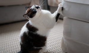 un chat qui fait ses griffes sur un canapé