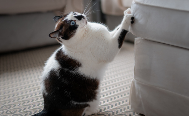 un chat qui fait ses griffes sur un canapé