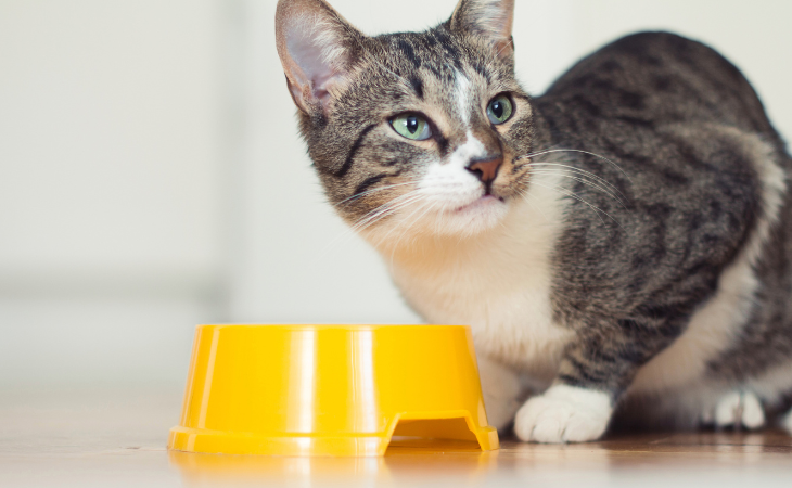 chat devant une gamelle jaune