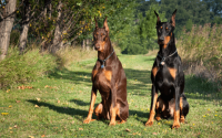 dobermann race de chien