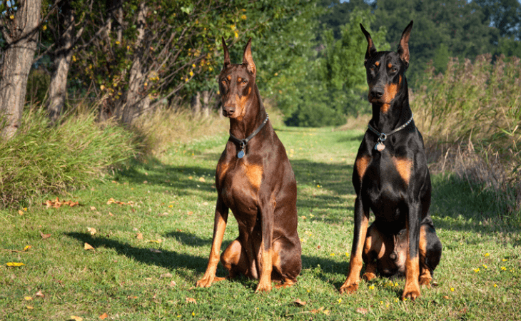 dobermann race de chien