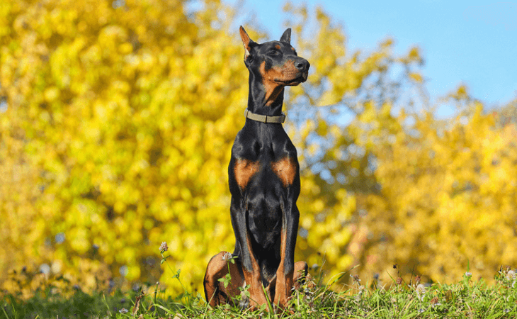 chien dobermann dans un jardin