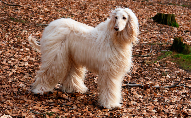 chien lévrier afghan