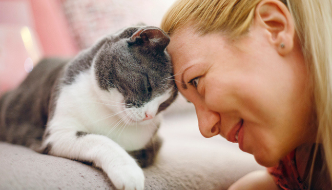 chat tête contre tête avec sa propriétaire