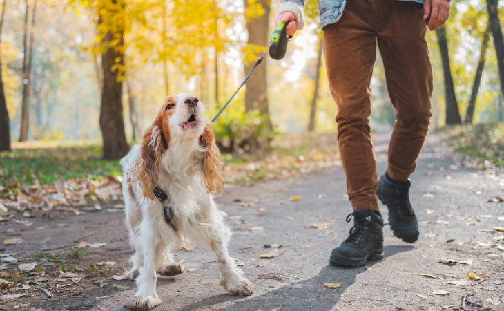 chien qui aboie en promenade