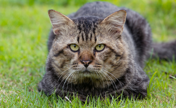 chat tigré allongé dans l'herbe