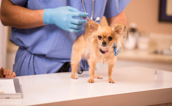 chien chihuahua sur une table d'examen